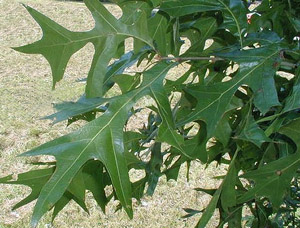 Turkey oak green leaves